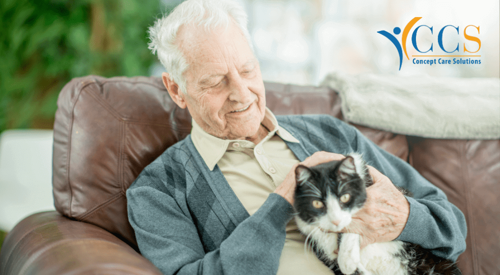 Celebrating International Cat Day with Our Pet-Friendly Home Care Services